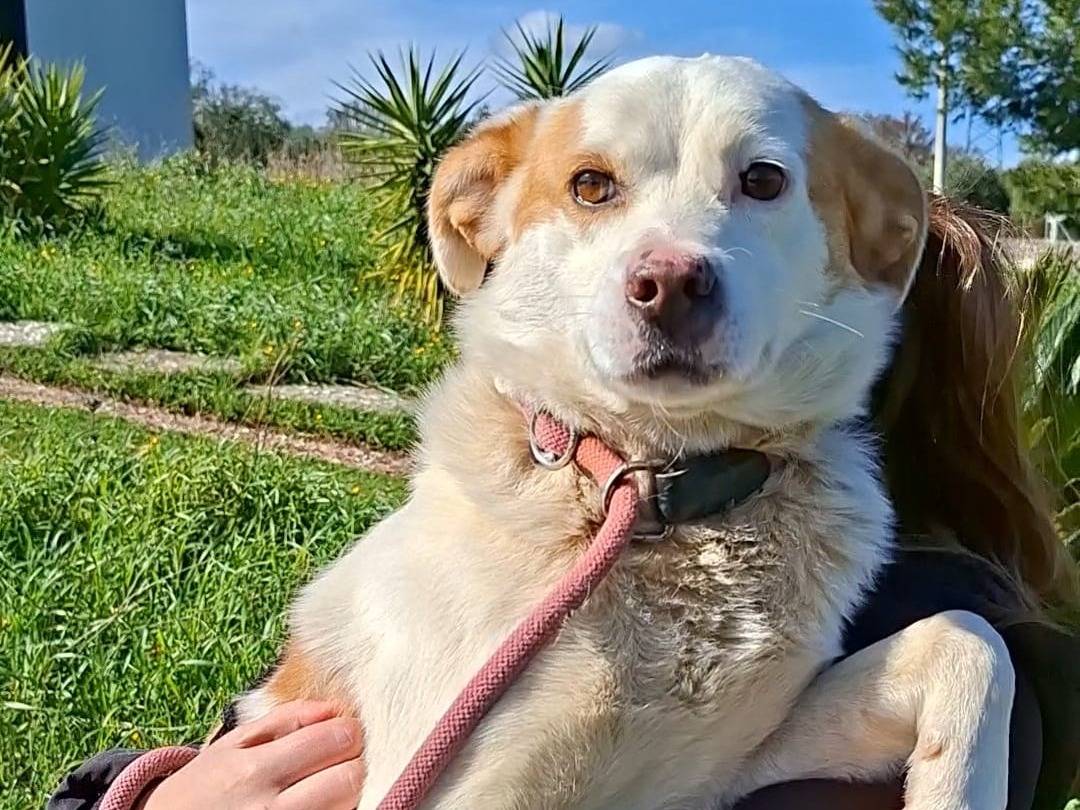 Adozione cane, maschio, Razza sconosciuta Razza sconosciuta, 3 anni e 1 mese, taglia media, Bari