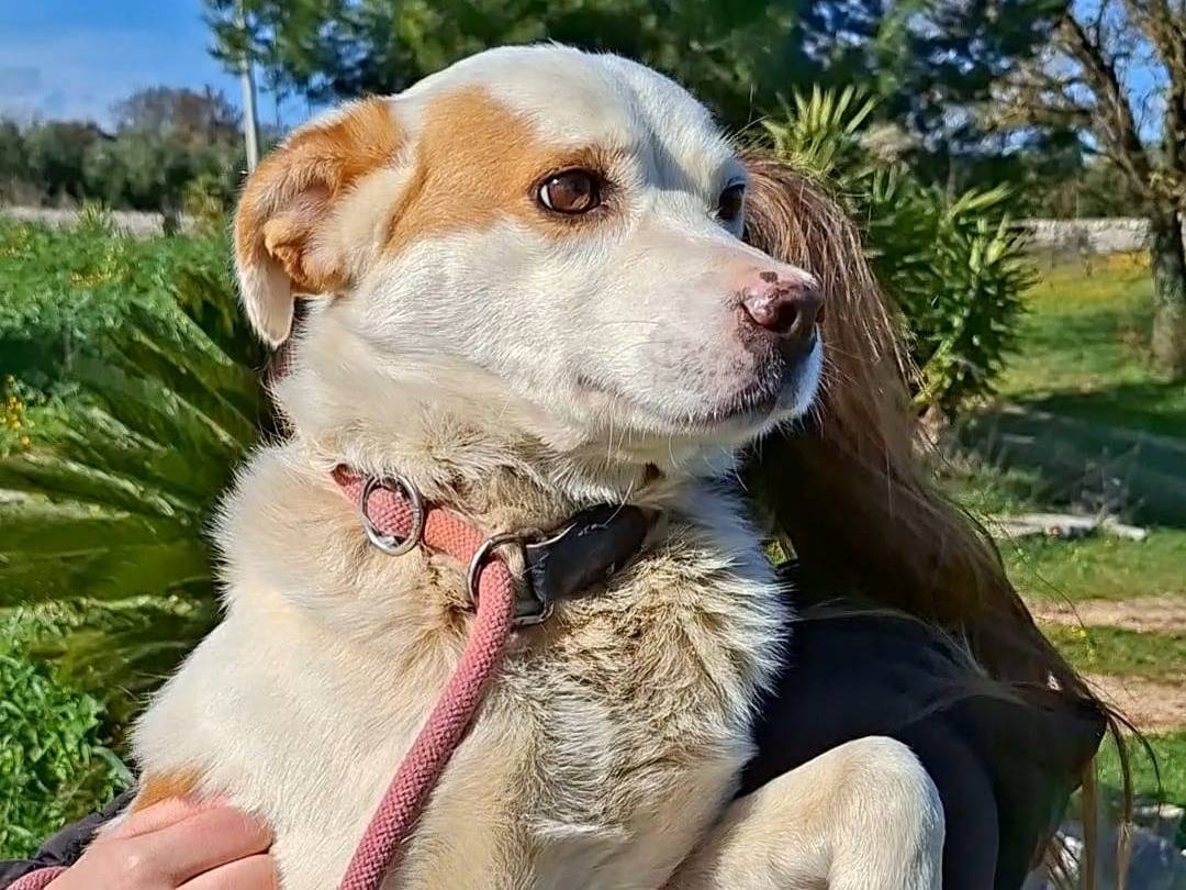 Adotta un cane, maschio, 3 anni e 1 mese, Bari