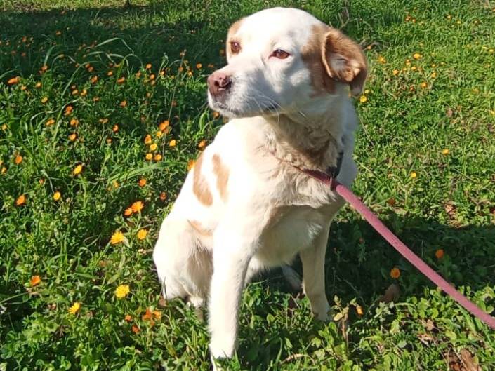 Adotta un cane, taglia media, maschio, Bari