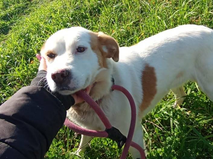 Vuoi adottare un cane a Bari?