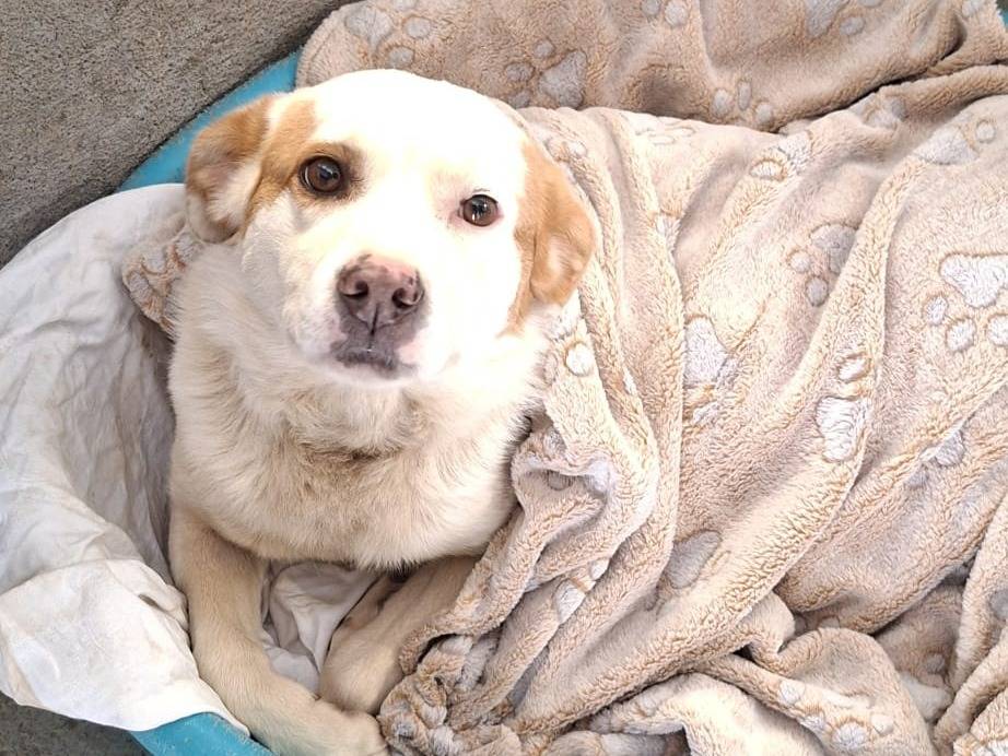 Adotta il cane BRANDO a Bari