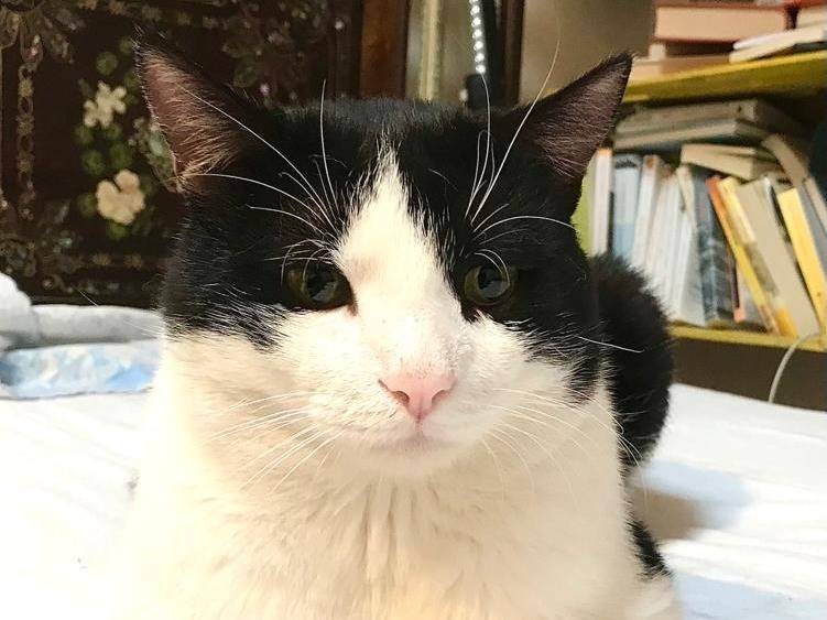 Adozione gatto, maschio, Razza sconosciuta Razza sconosciuta, 4 anni e 1 mese, taglia non valida, Barletta
