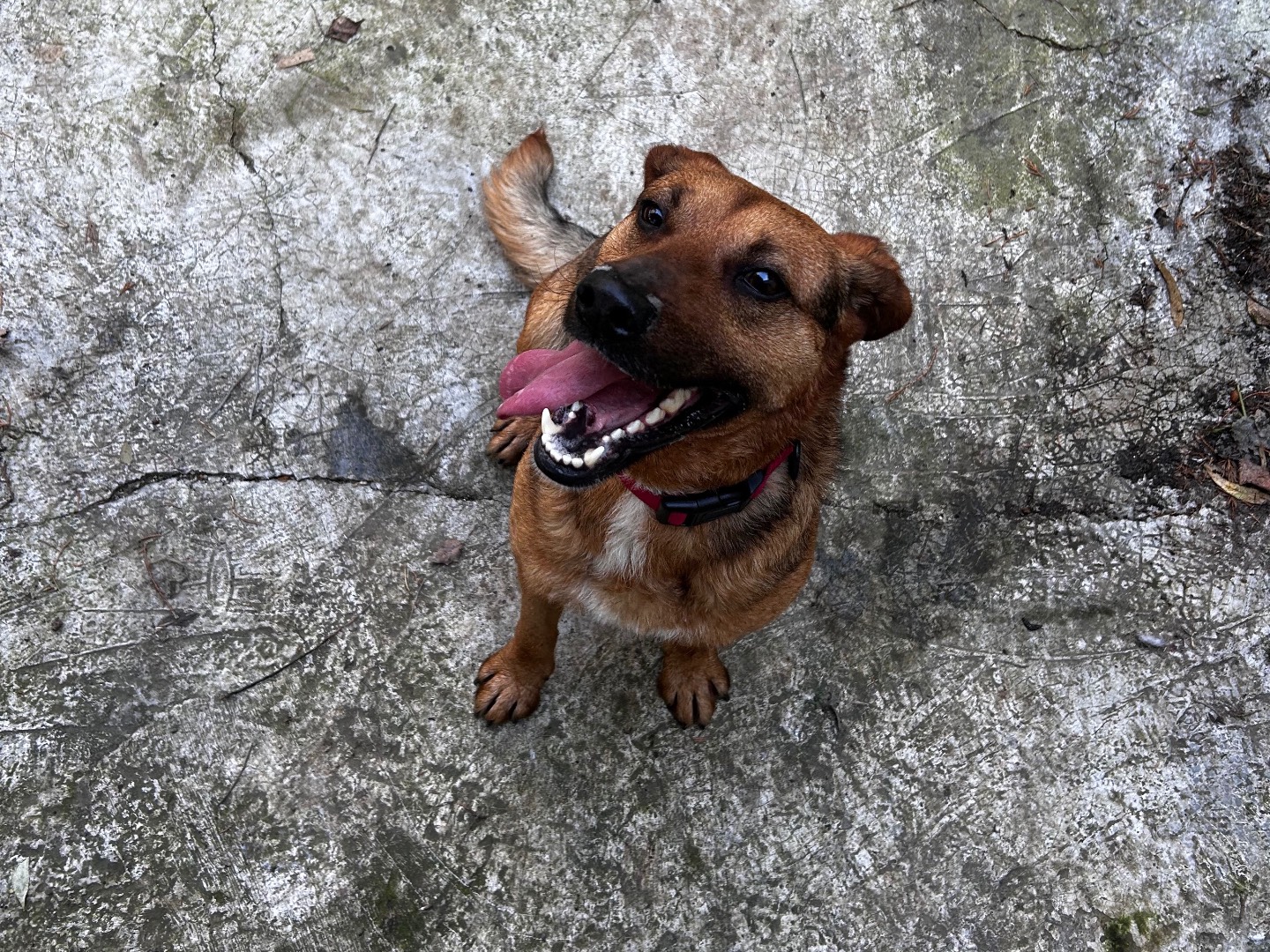 Adozione cane, maschio, Razza sconosciuta Razza sconosciuta, 1 anno e 10 mesi, taglia media, Chieti