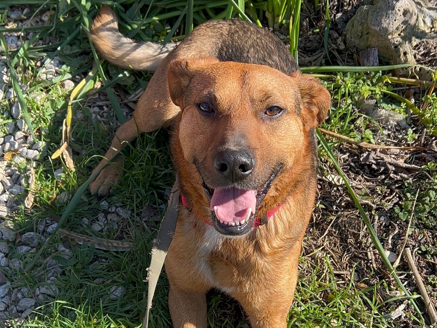 Adotta un cane, maschio, 1 anno e 10 mesi, Chieti