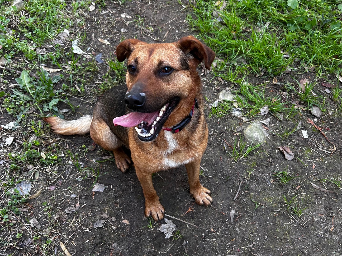 Adotta un cane, taglia media, maschio, Chieti