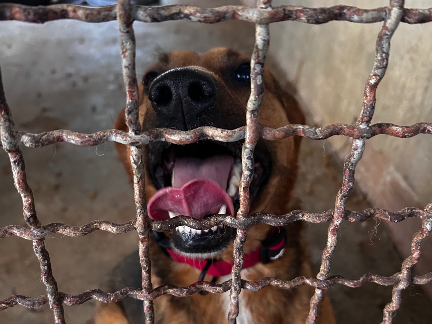 Vuoi adottare un cane a Chieti?