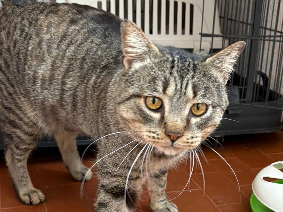 Adozione gatto, maschio, Razza sconosciuta Razza sconosciuta, 6 anni, taglia non valida, Torino