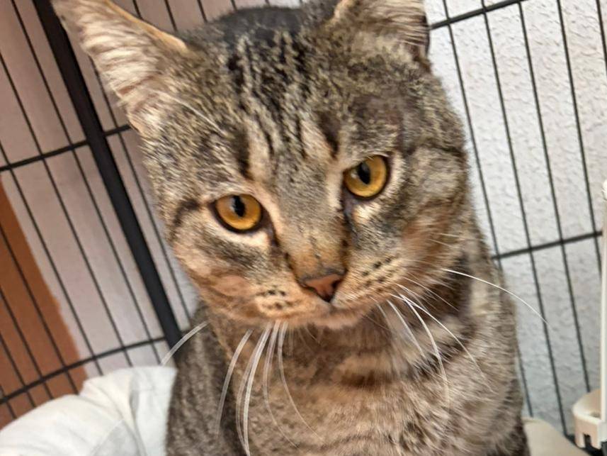 Adotta un gatto, maschio, 6 anni, Torino