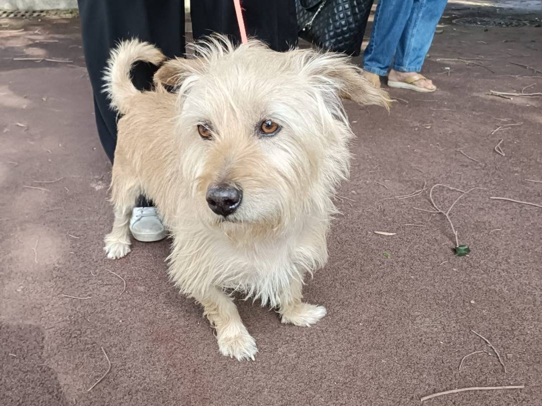 Adozione cane, maschio, Yorkshire Terrier Razza sconosciuta, 3 anni e 5 mesi, taglia piccola, Pavia