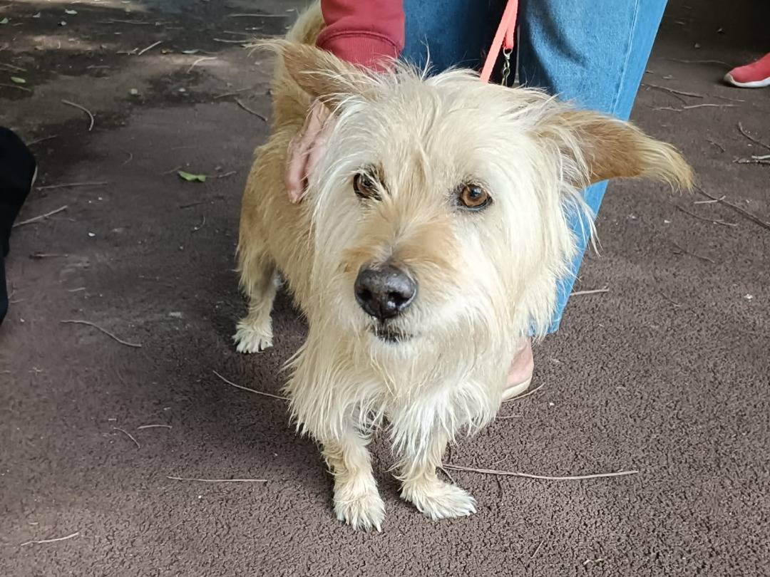 Adotta un cane, maschio, 3 anni e 5 mesi, Pavia