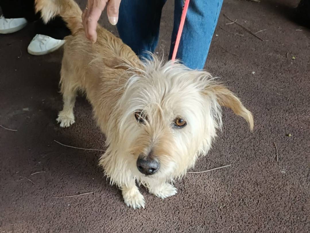 Adotta un cane, taglia piccola, maschio, Pavia