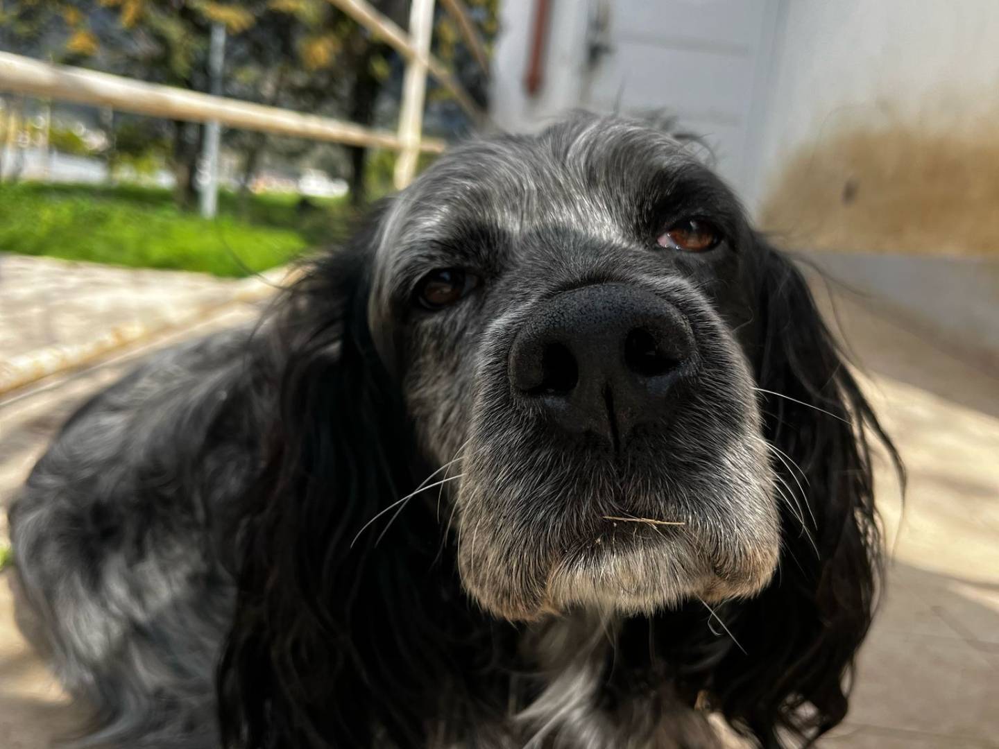 Adozione cane, maschio, Setter Inglese Razza sconosciuta, 7 anni, taglia media contenuta, Caserta