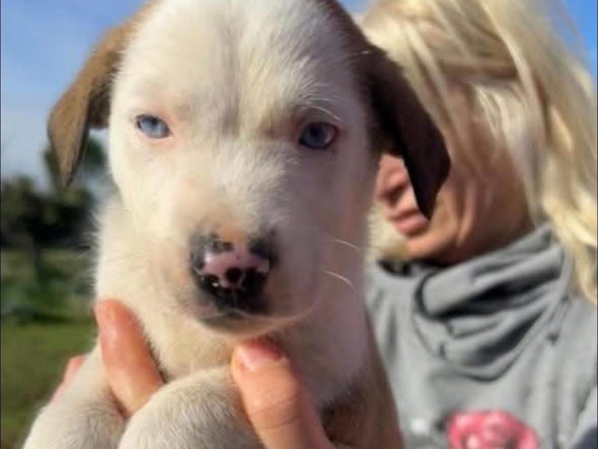 Adozione cane, maschio, Pastore australiano Razza sconosciuta, 1 mesi, taglia grande, Pescara