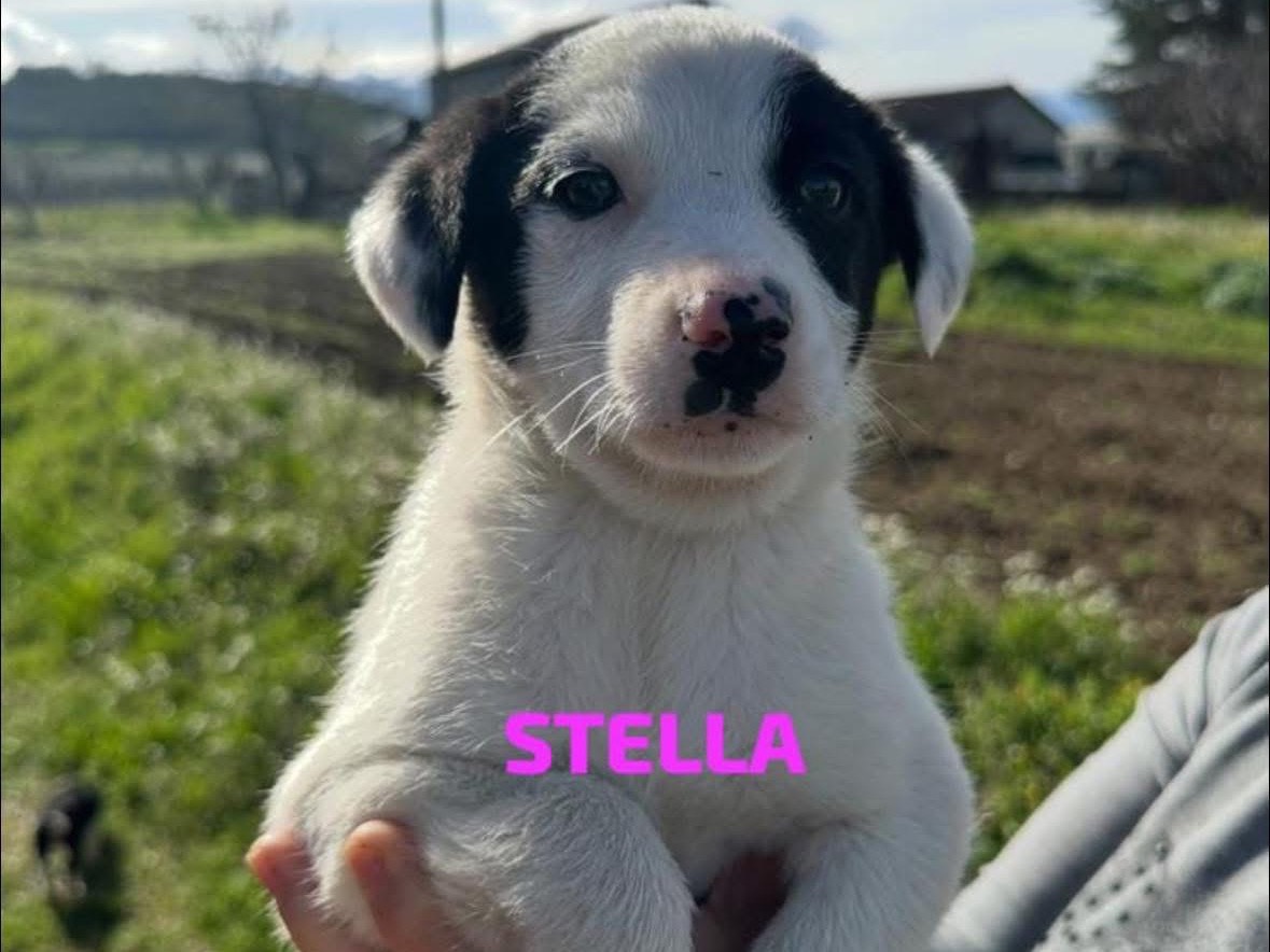 Adozione cane, femmina, Pastore australiano Razza sconosciuta, 2 mesi, taglia grande, Pescara