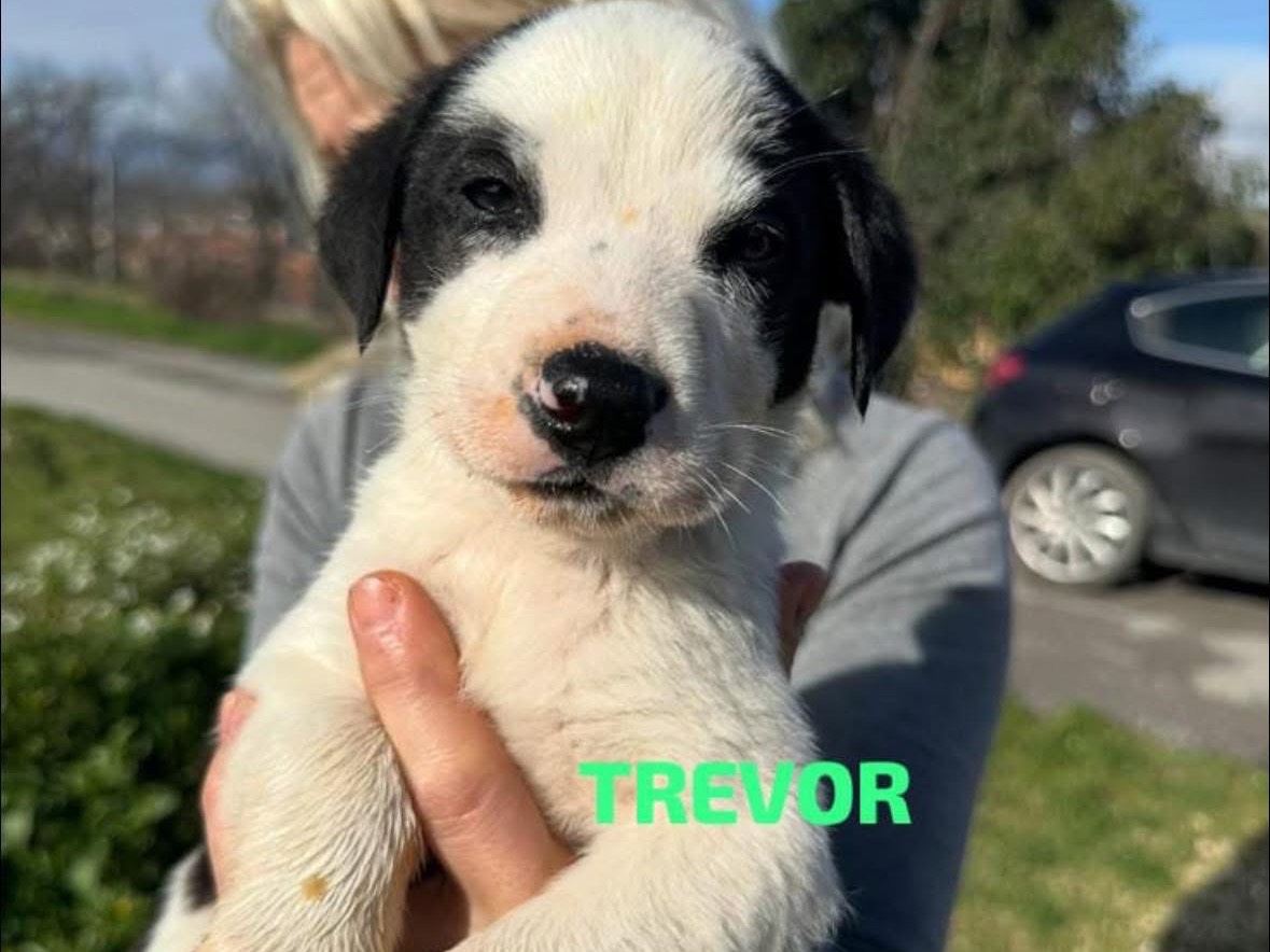 Adozione cane, maschio, Pastore australiano Razza sconosciuta, 2 mesi, taglia grande, Pescara