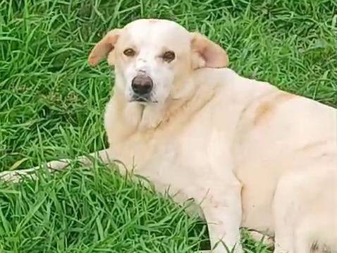 Adotta un cane, taglia media, femmina, Mantova