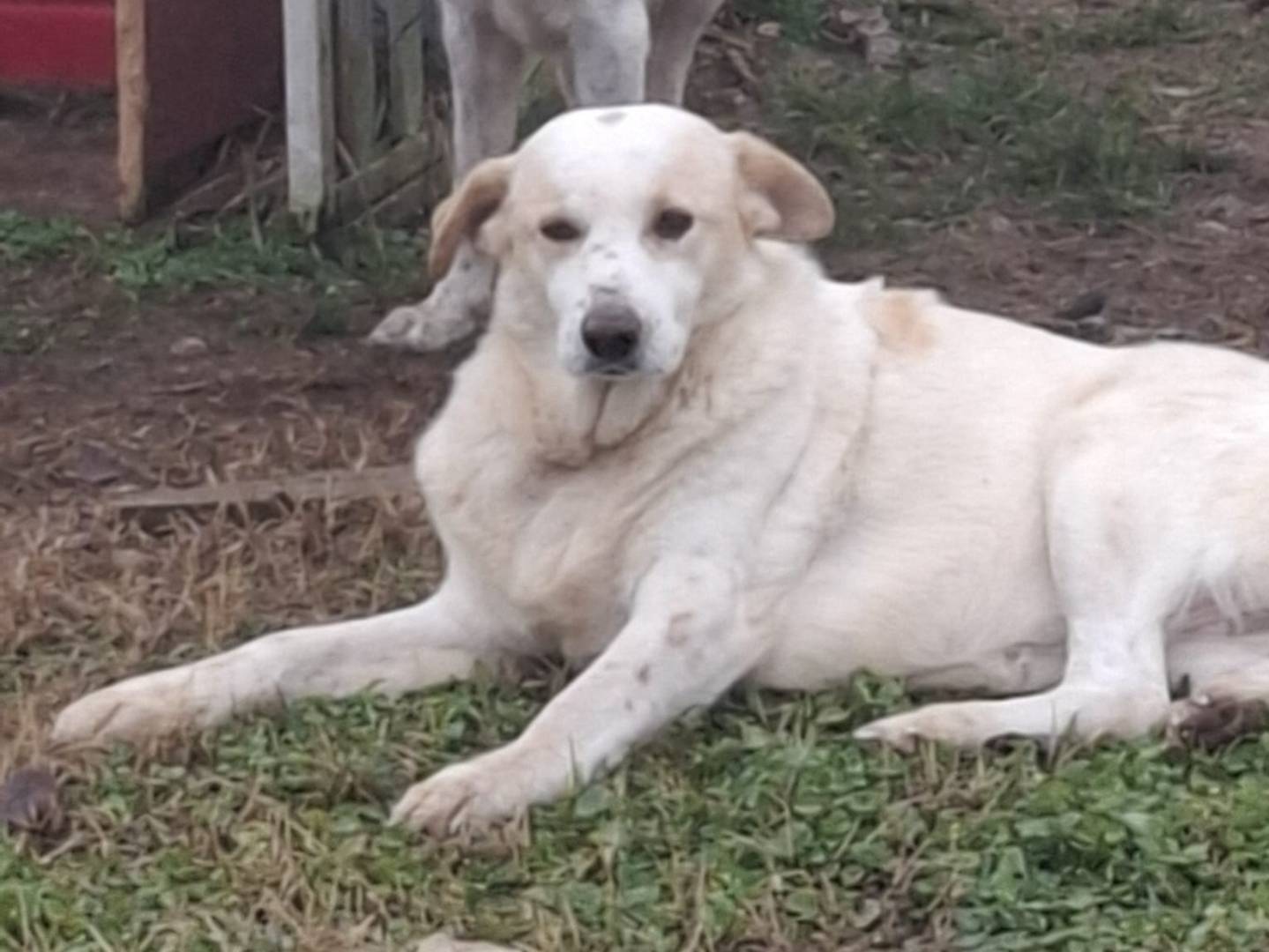 Adotta il cane Snoopa a Mantova