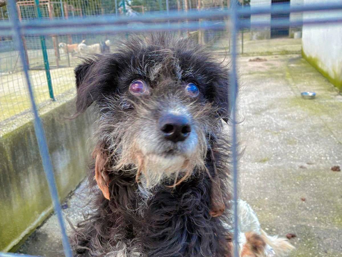 Adozione cane, femmina, Razza sconosciuta Razza sconosciuta, 8 anni e 1 mese, taglia media contenuta, Caserta