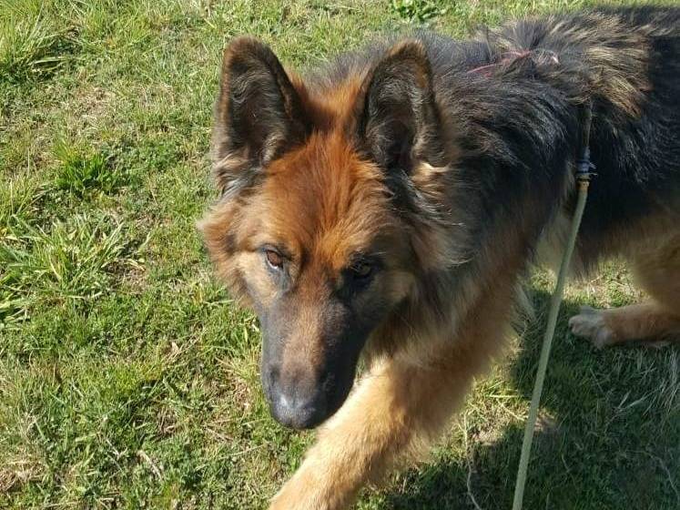 Adozione cane, maschio, Razza sconosciuta Razza sconosciuta, 10 anni e 10 mesi, taglia gigante, Milano