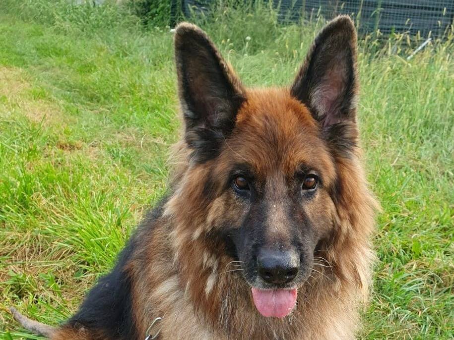 Vuoi adottare un cane a Milano?