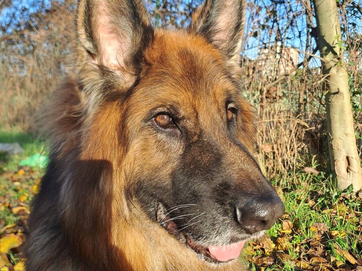 Adotta il cane Maxx a Milano