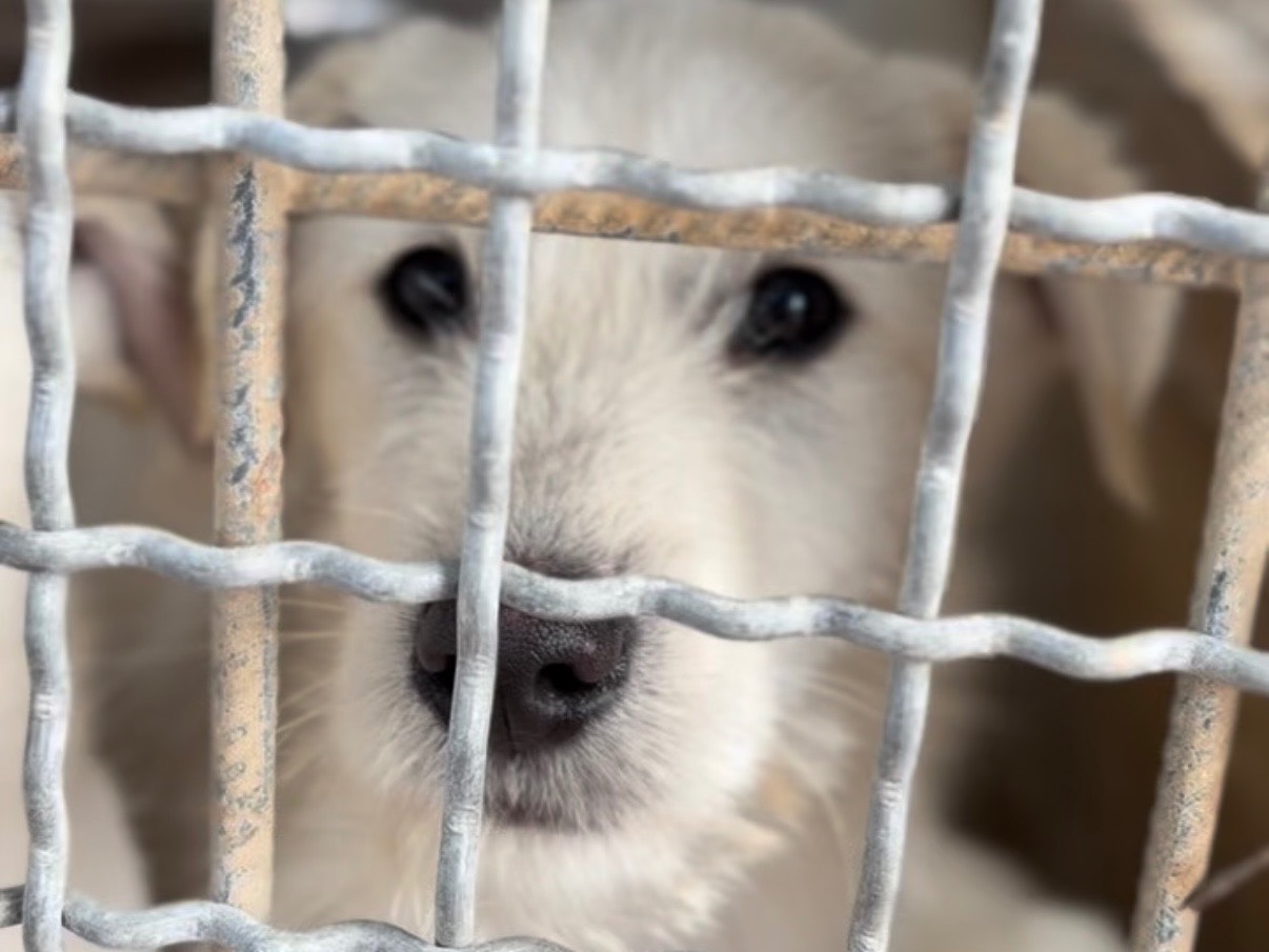 Adotta un cane, maschio, 3 mesi, Bari