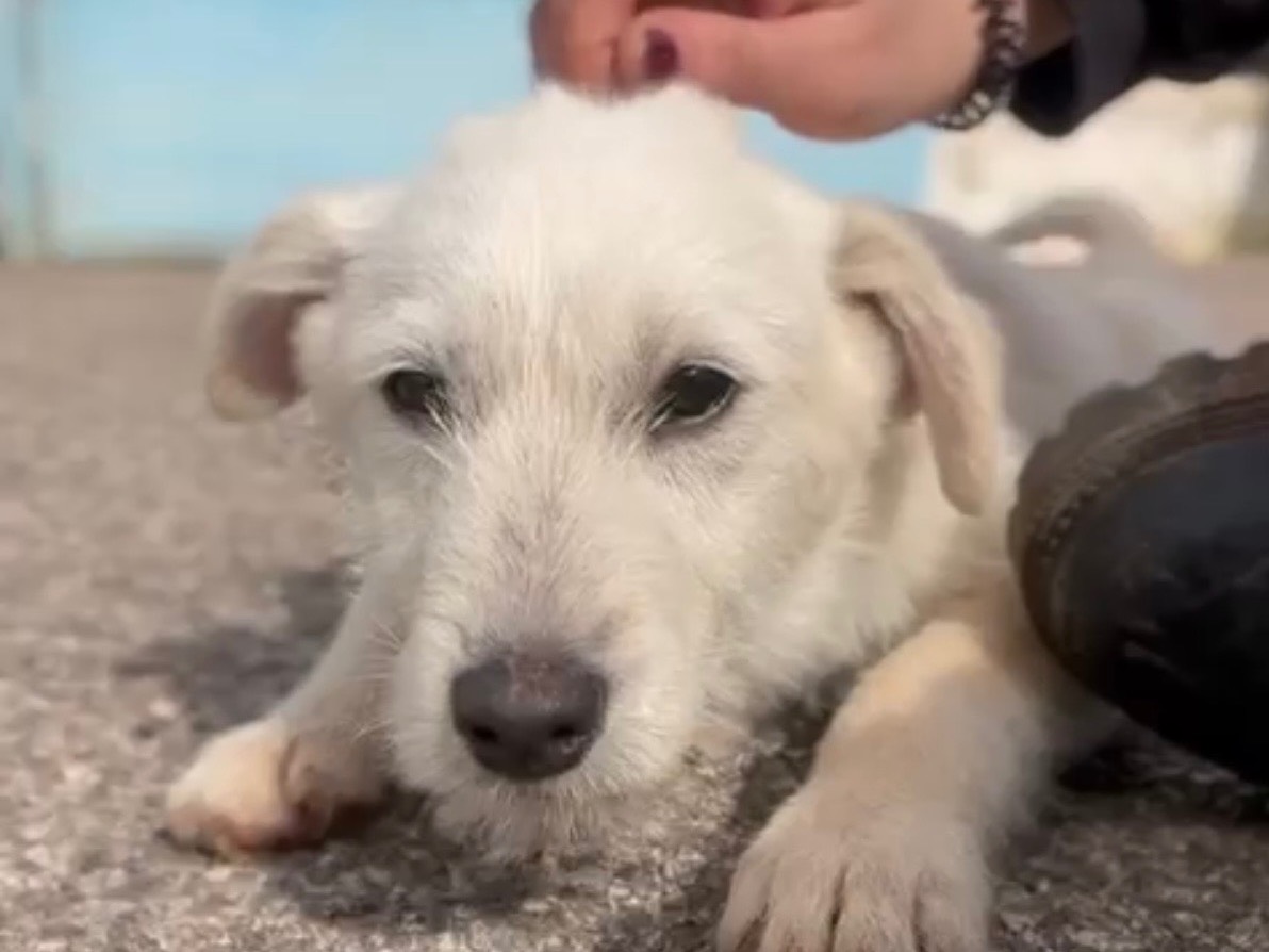 Adotta un cane, taglia media, maschio, Bari