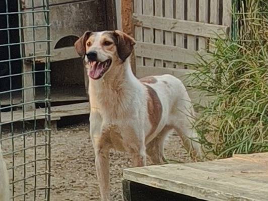 Adotta un cane, taglia media, maschio, Bologna