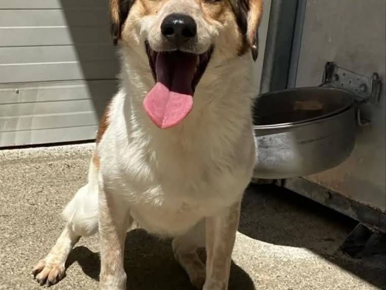 Vuoi adottare un cane a Bologna?