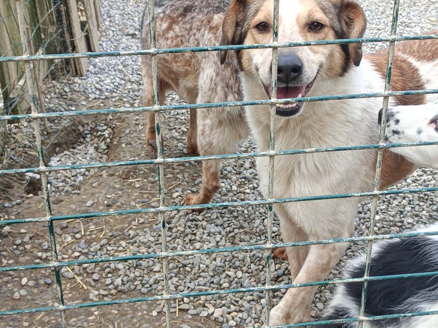 Adotta il cane COOKIE  a Bologna