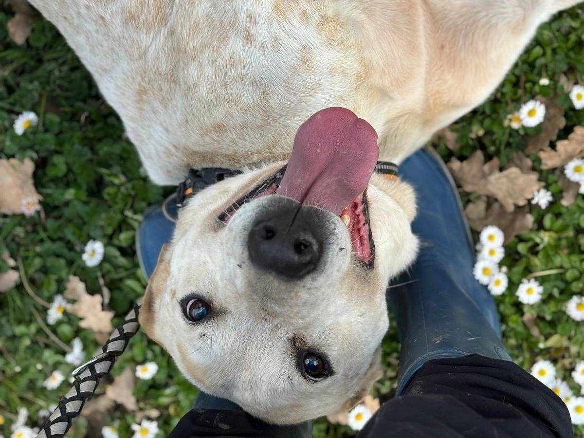 Adotta un cane, maschio, 6 anni, Pisa