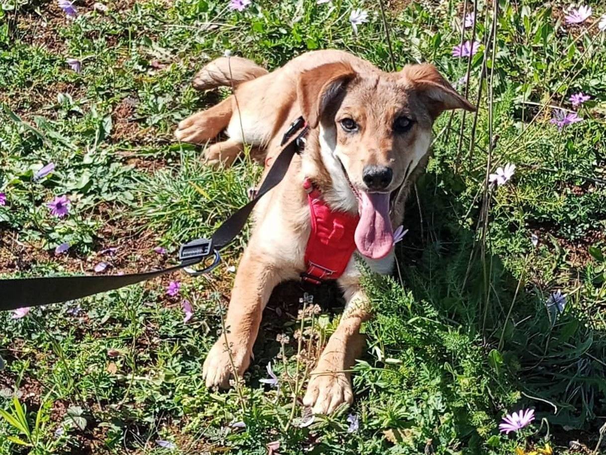 Adozione cane, maschio, Razza sconosciuta Razza sconosciuta, 3 mesi, taglia media, Lecce