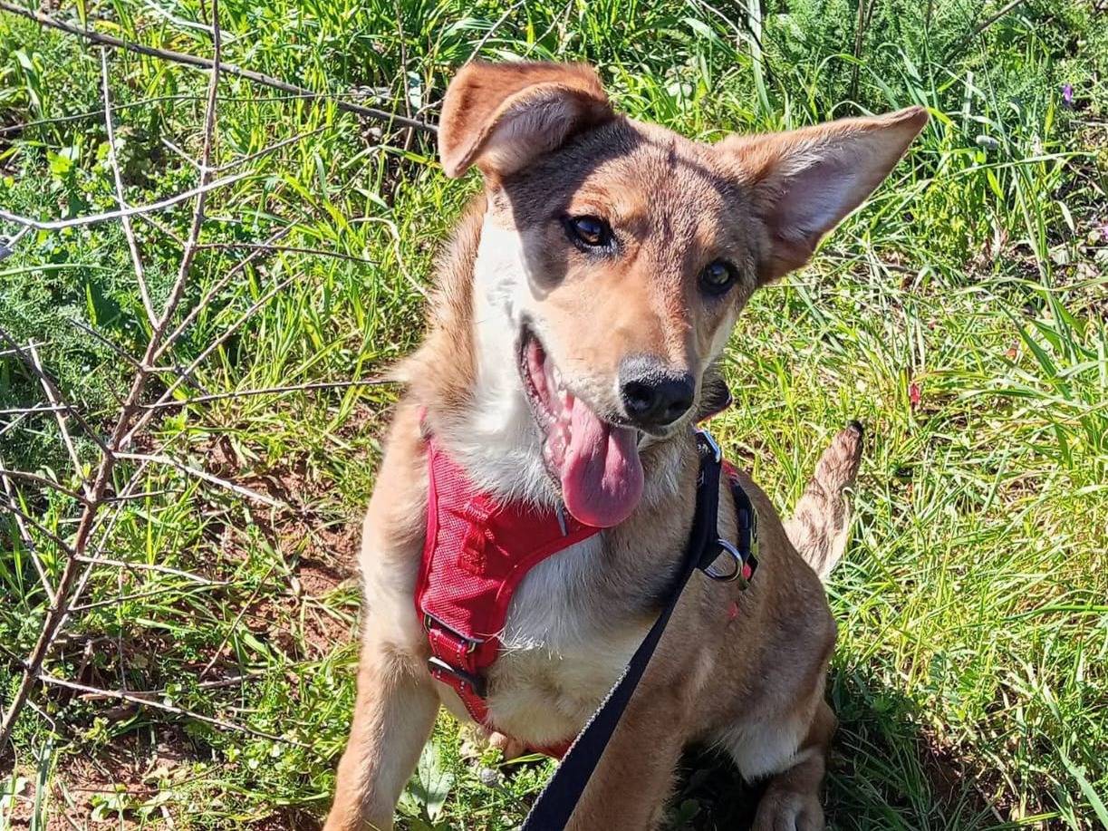 Adotta un cane, maschio, 3 mesi, Lecce