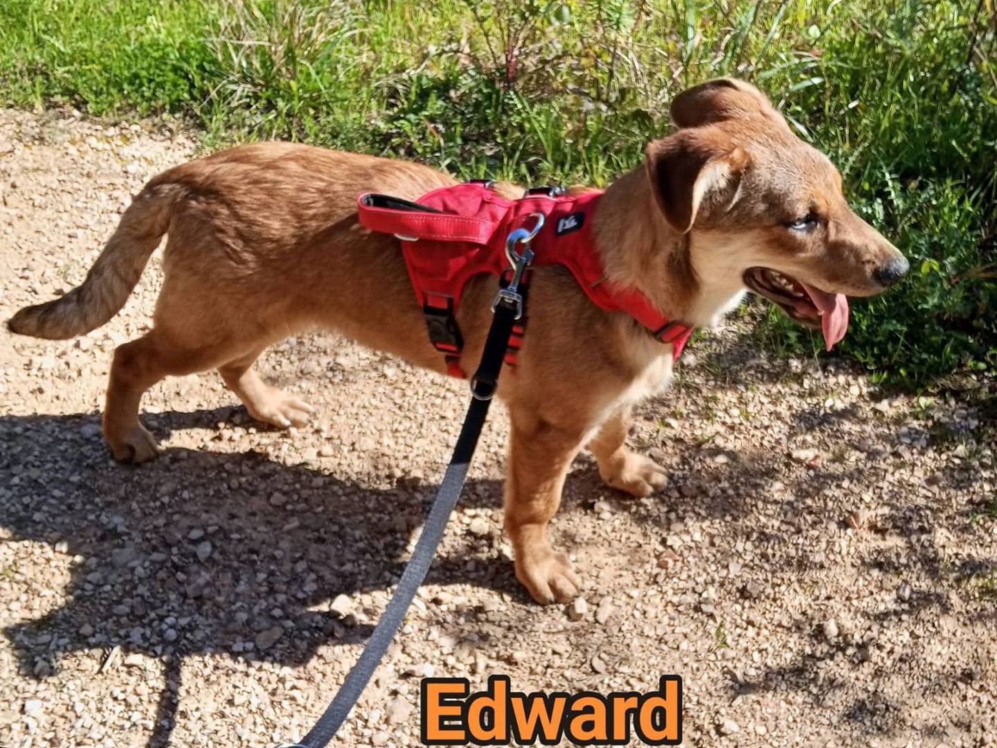 Vuoi adottare un cane a Lecce?