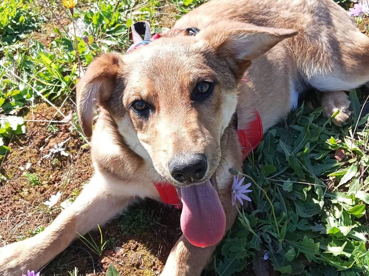 Adotta il cane Edward a Lecce