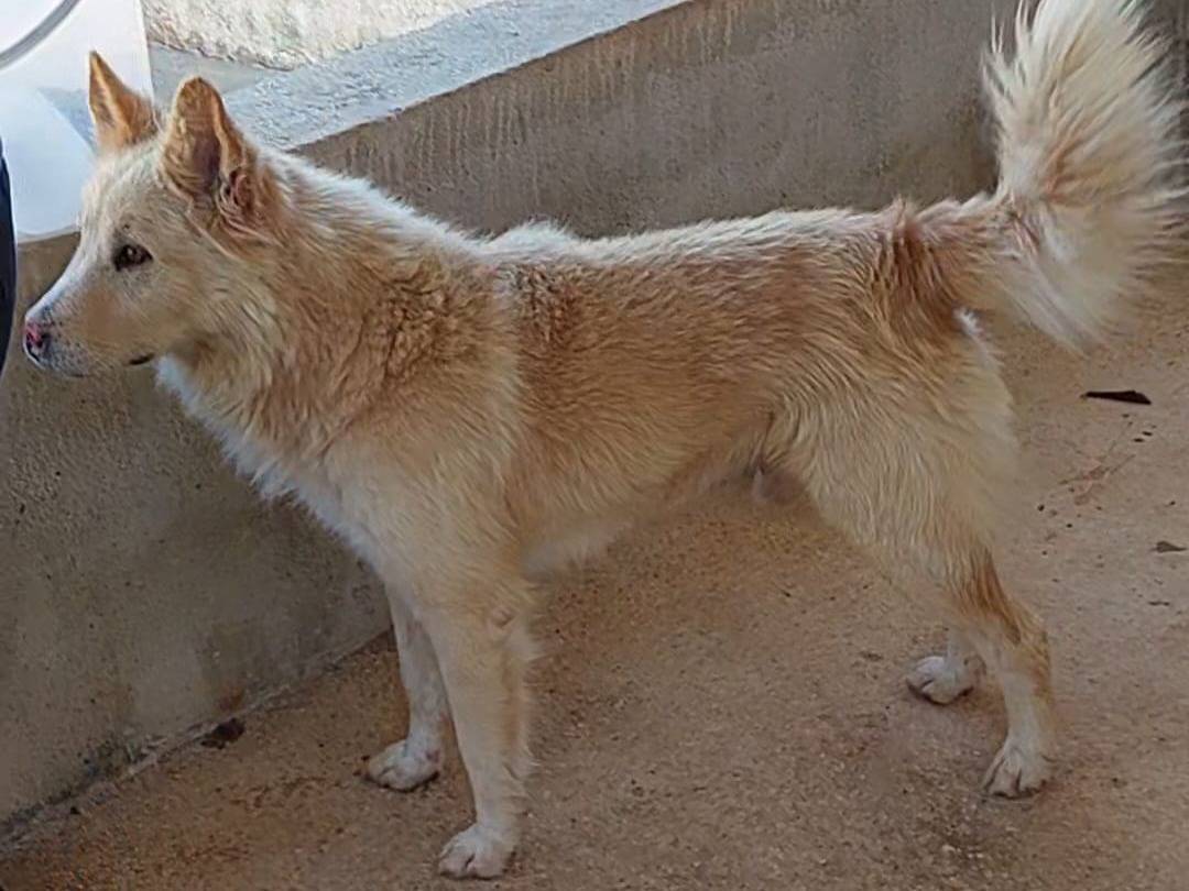 Adotta il cane Kratos a Bari