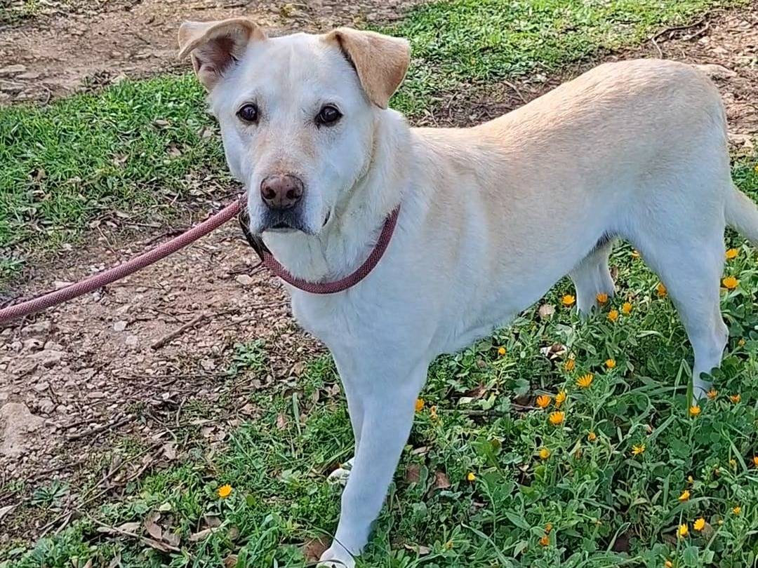 Vuoi adottare un cane a Bari?