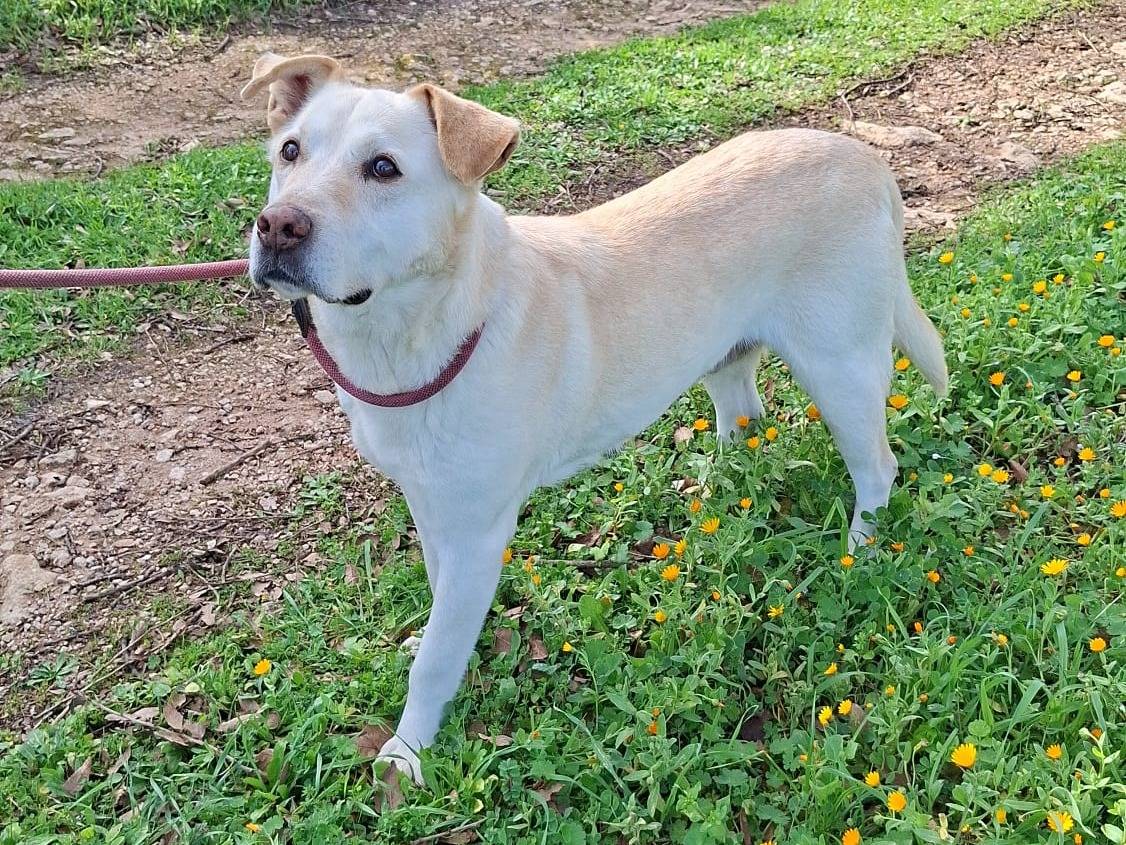 Adotta il cane Criseide a Bari