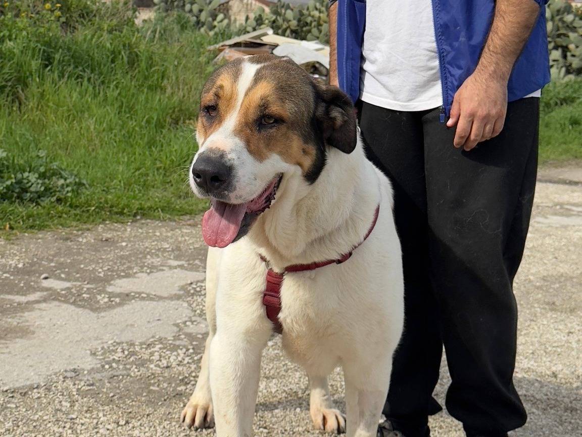 Adozione cane, femmina, San Bernardo Razza sconosciuta, 3 anni e 1 mese, taglia gigante, Caserta