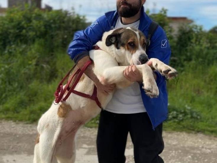 Adotta un cane, femmina, 3 anni e 1 mese, Caserta