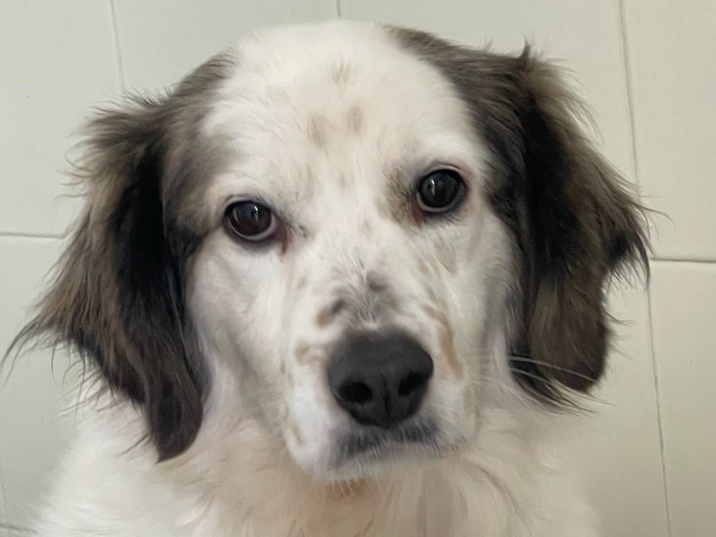 Adozione cane, femmina, Razza sconosciuta Razza sconosciuta, 5 anni, taglia media contenuta, Brescia