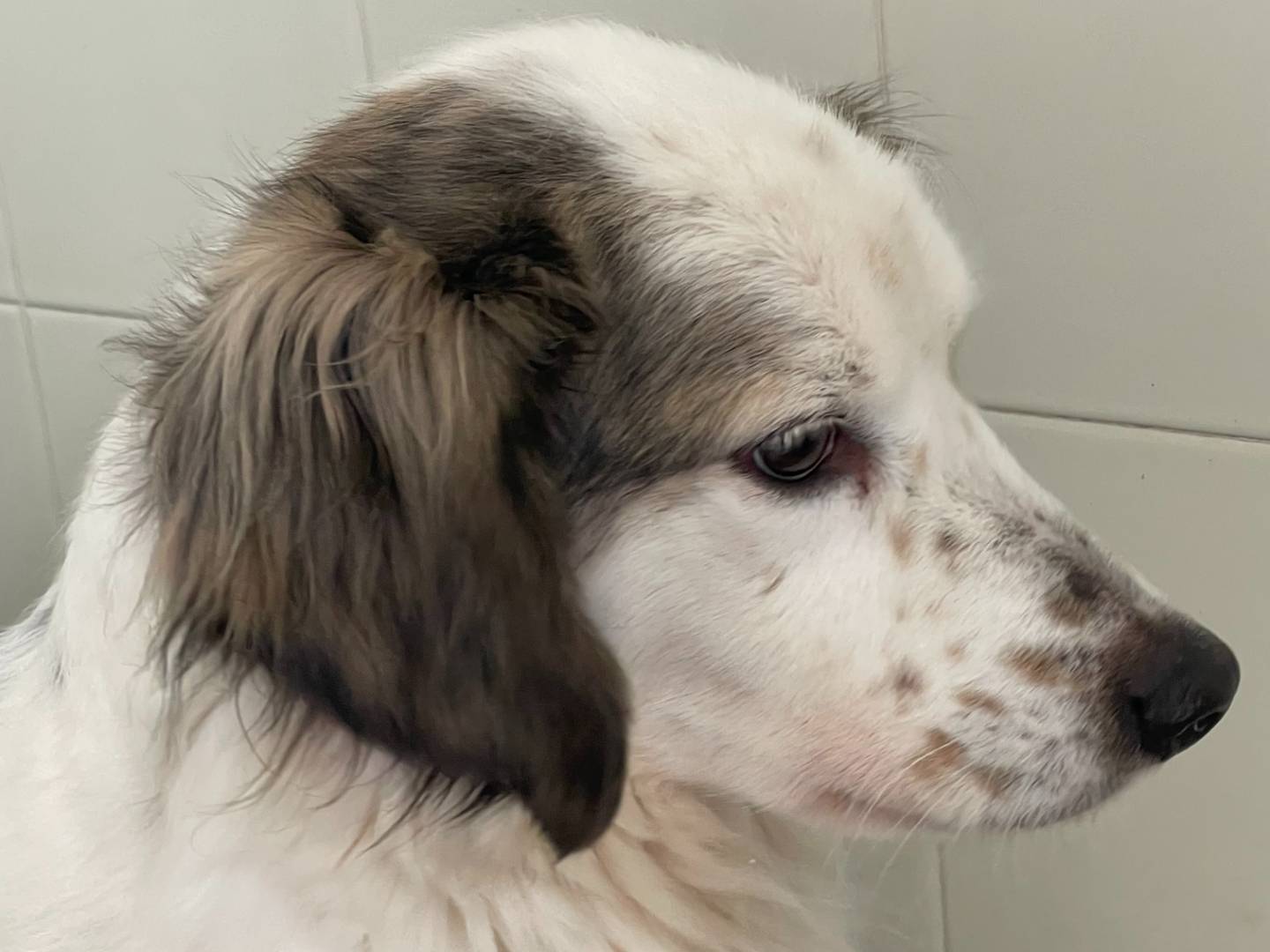 Adotta un cane, femmina, 5 anni, Brescia