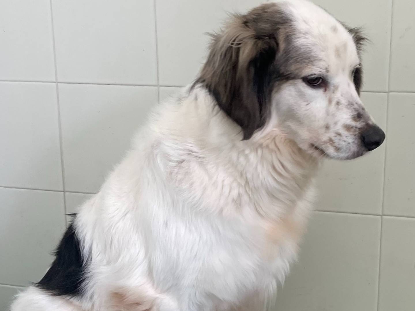 Adotta un cane, taglia media contenuta, femmina, Brescia