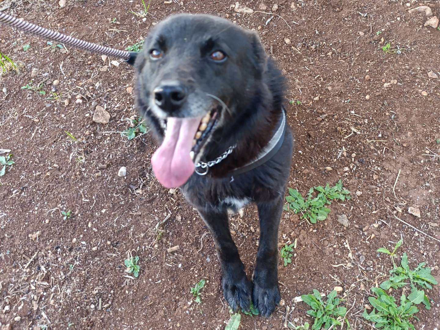 Adozione cane, maschio, Razza sconosciuta Razza sconosciuta, 8 anni e 5 mesi, taglia media, Bari