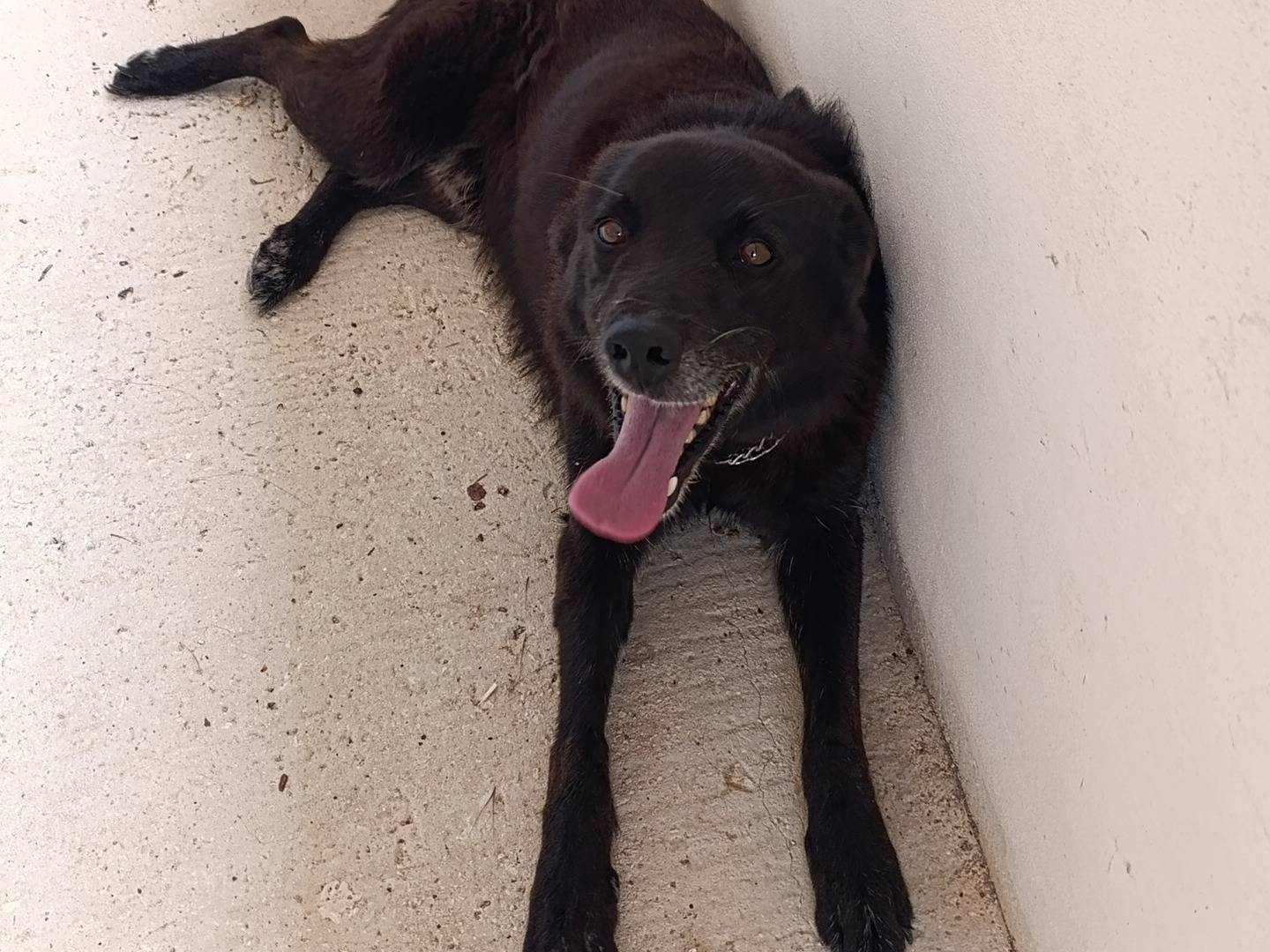 Adotta un cane, maschio, 8 anni e 5 mesi, Bari