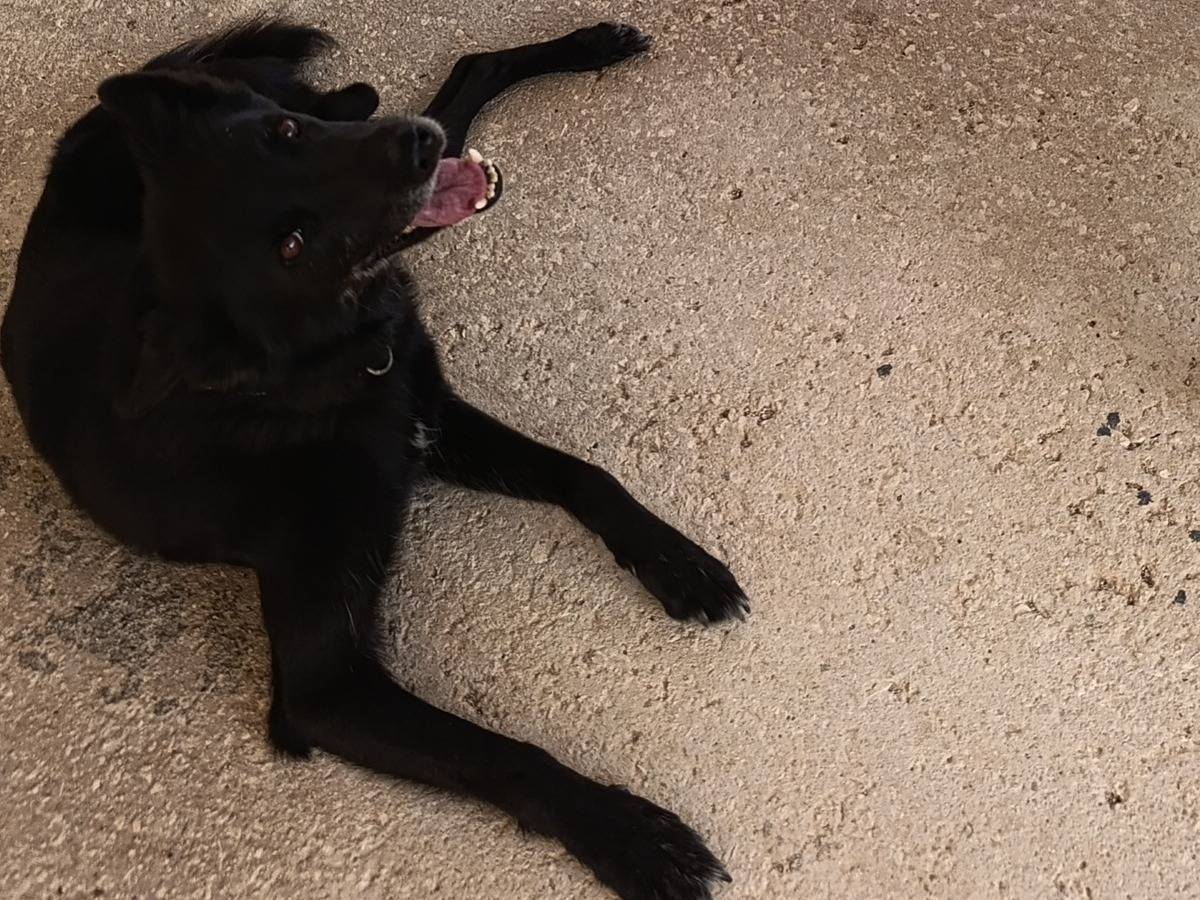 Adotta un cane, taglia media, maschio, Bari