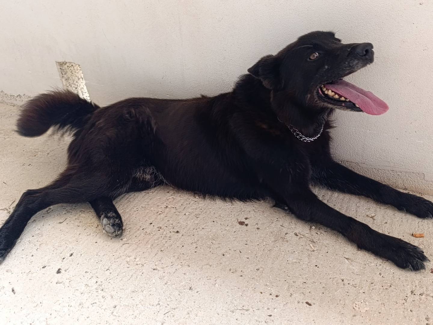 Vuoi adottare un cane a Bari?