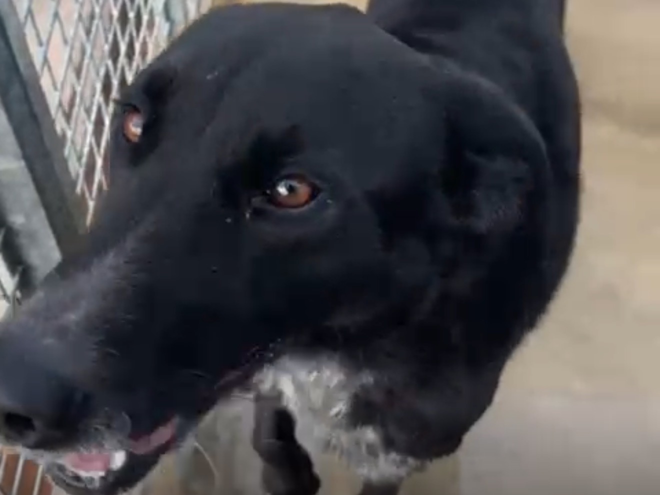 Adotta un cane, maschio, 4 anni, Latina