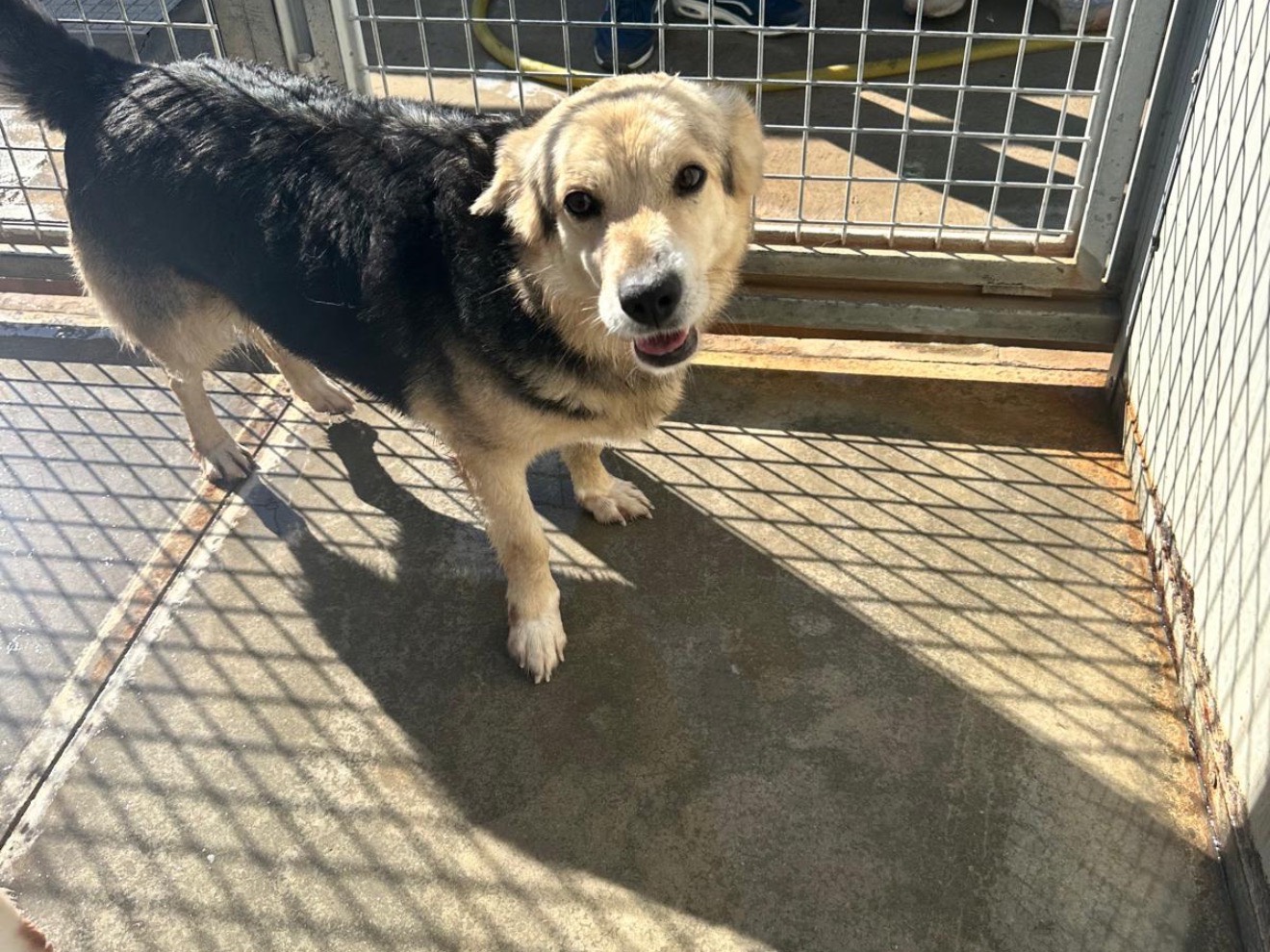 Adozione cane, maschio, Razza sconosciuta Razza sconosciuta, 4 anni e 10 mesi, taglia piccola, Latina