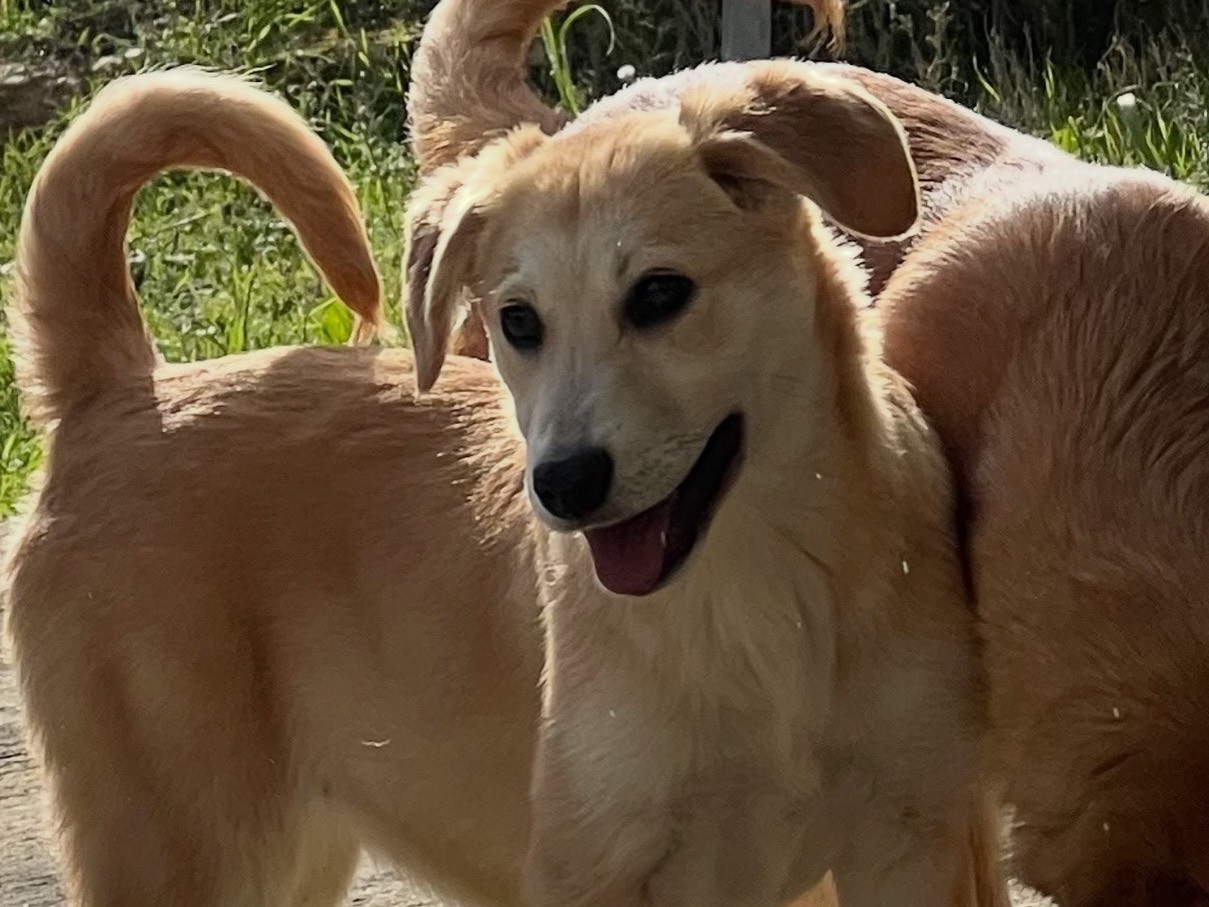 Adotta un cane, maschio, 6 mesi, Enna